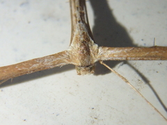 Emmelina monodactyla