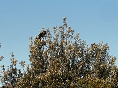 Zanda funerea funerea