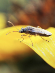 Nysius
