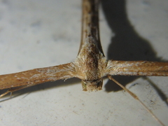 Emmelina monodactyla