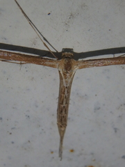 Emmelina monodactyla