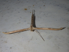 Emmelina monodactyla