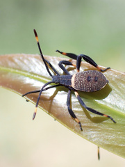 Mictis profana