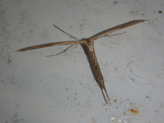 Emmelina monodactyla