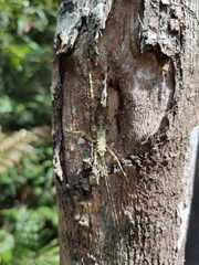 Phricta spinosa