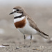 Double-banded Plover - Photo (c) Finn Davey, some rights reserved (CC BY-NC), uploaded by Finn Davey