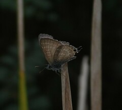 Theclinesthes onycha