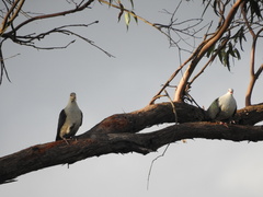 Columba leucomela