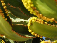Euphorbia candelabrum