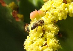 Euphorbia candelabrum