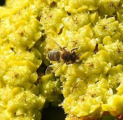 Euphorbia candelabrum