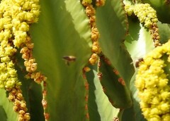 Euphorbia candelabrum