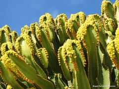 Euphorbia candelabrum