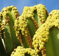 Euphorbia candelabrum