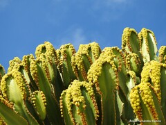 Euphorbia candelabrum
