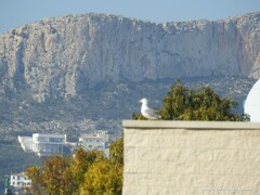 Larus michahellis michahellis