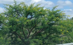 Vachellia karroo