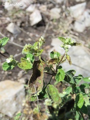Lippia graveolens