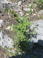 Lippia graveolens