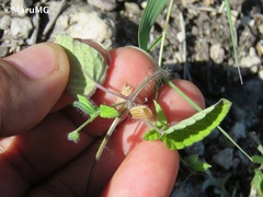 Salvia podadena