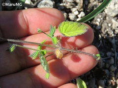 Salvia podadena
