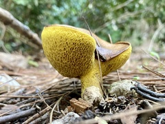Suillus granulatus