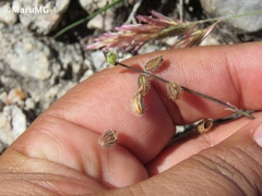 Salvia podadena