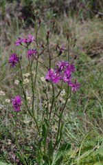 Senecio speciosus