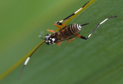 Xanthocryptus novozealandicus