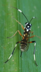 Xanthocryptus novozealandicus