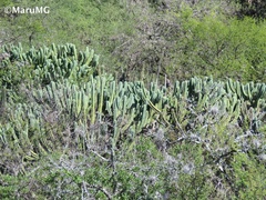 Myrtillocactus geometrizans