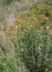 Senecio pterophorus