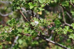 Pelargonium ribifolium