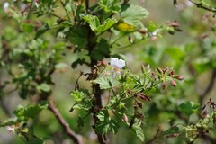 Pelargonium ribifolium