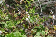 Pelargonium ribifolium