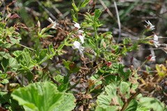 Pelargonium ribifolium