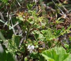 Pelargonium ribifolium