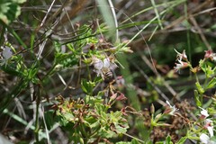 Pelargonium ribifolium
