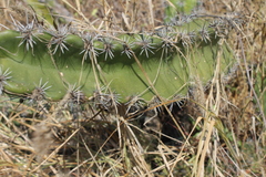 Stenocereus standleyi