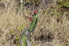 Stenocereus standleyi