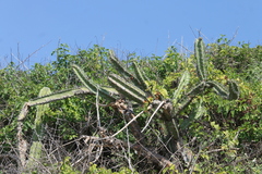 Stenocereus standleyi