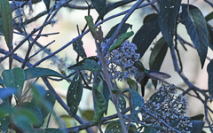 Ramphomicron microrhynchum