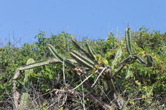Stenocereus standleyi