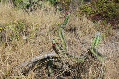 Stenocereus standleyi