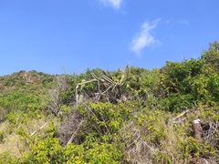 Stenocereus standleyi