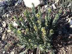 Thymelaea tinctoria