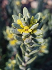 Thymelaea tinctoria