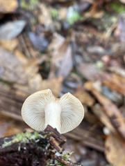 Lactifluus