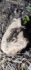 Cacosternum boettgeri