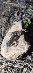Cacosternum boettgeri